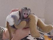 Capuchin Monkeys For Re Homing!!!